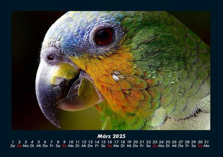 Produktbild: Vogelparadies 2025 Fotokalender DIN A4