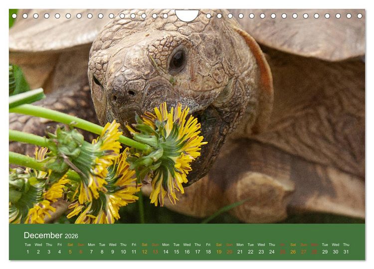 Produktbild: African spurred tortoises (Wall Calendar 2026 DIN A4 landscape), CALVENDO 12 Month Wall Calendar