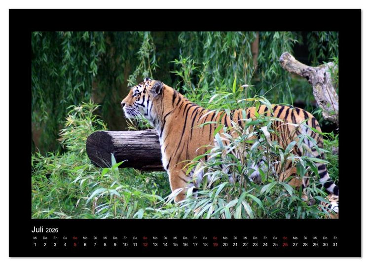 Produktbild: Welt der Katzen - Tiger (Tischkalender 2026 DIN A5 quer), CALVENDO Monatskalender