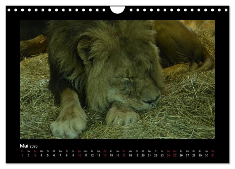 Produktbild: Bitte nicht st&ouml;ren... hier tr&auml;umen Tiere (Wandkalender 2026 DIN A4 quer), CALVENDO Monatskalender