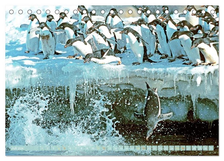 Produktbild: Pinguine: Gehupft wie gesprungen (Tischkalender 2026 DIN A5 quer), CALVENDO Monatskalender