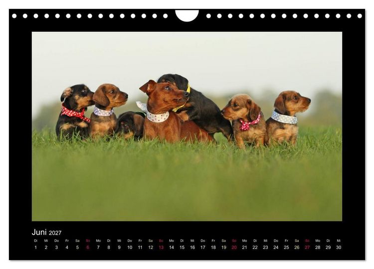 Produktbild: Allerlei Hundekinder (Wandkalender 2027 DIN A4 quer), CALVENDO Monatskalender