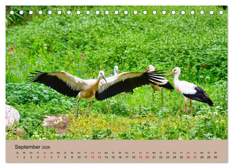 Produktbild: Der Storchenkalender (Tischkalender 2026 DIN A5 quer), CALVENDO Monatskalender