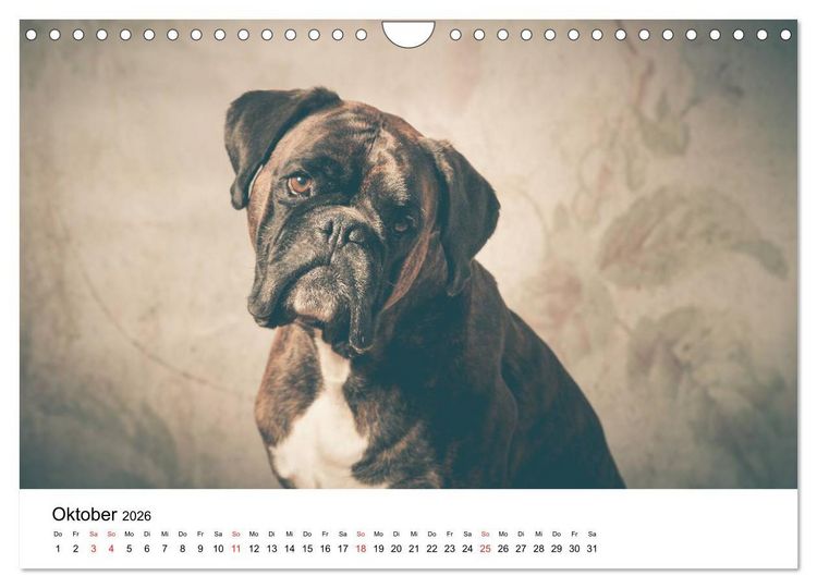 Produktbild: Deutscher Boxer (Wandkalender 2026 DIN A4 quer), CALVENDO Monatskalender