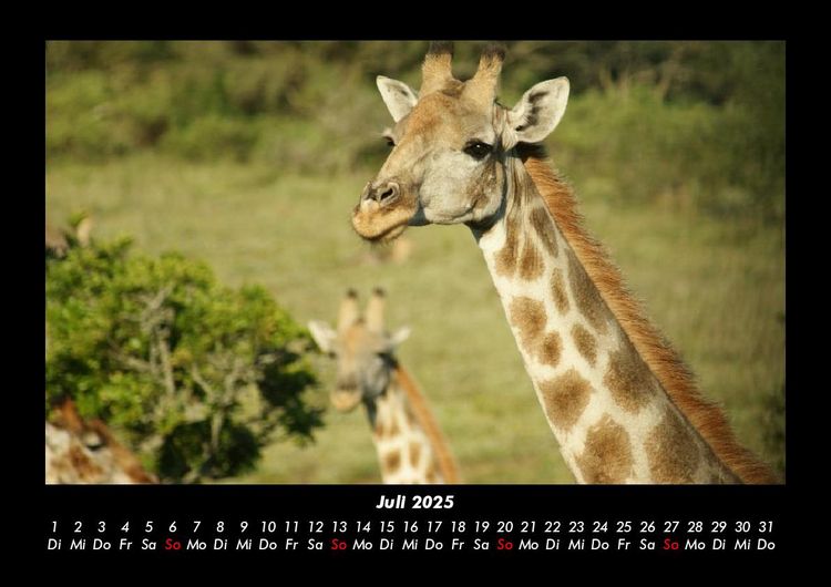 Produktbild: Giraffen 2025 Fotokalender DIN A3
