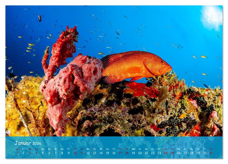 Produktbild: Faszinierende Meereswelt der Malediven (Wandkalender 2026 DIN A4 quer), CALVENDO Monatskalender