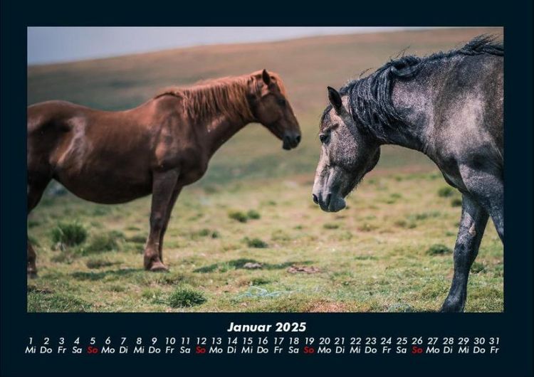 Produktbild: Die Welt der Pferde 2025 Fotokalender DIN A4