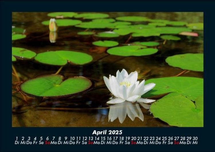 Produktbild: Rosen-Kalender 2025 Fotokalender DIN A5