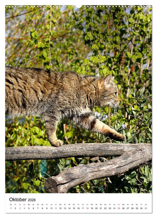 Produktbild: Kleine Tiger im Wald (Wandkalender 2026 DIN A2 hoch), CALVENDO Monatskalender