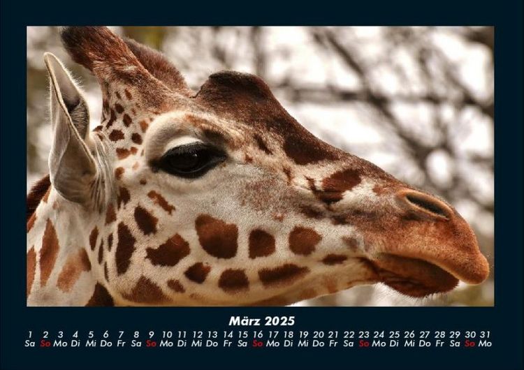 Produktbild: Giraffen 2025 Fotokalender DIN A4