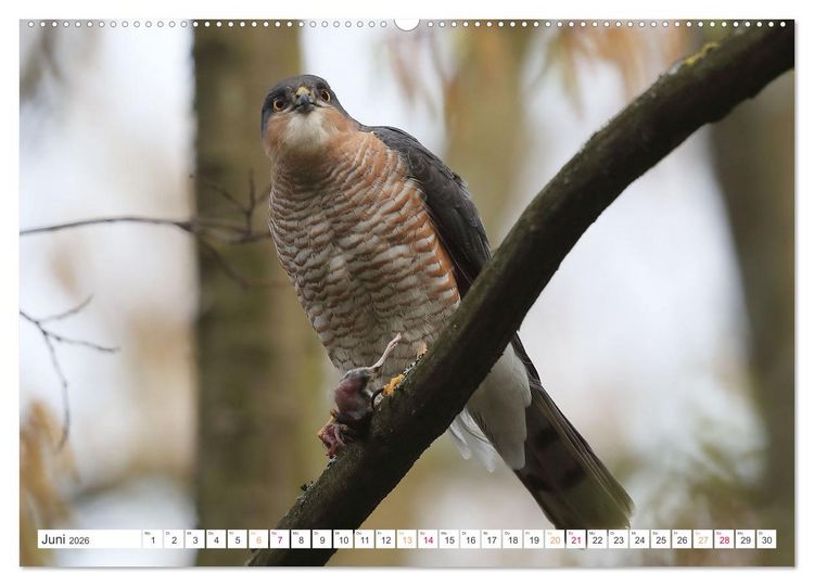 Produktbild: Sperber - Kleiner Vogel Greif (Wandkalender 2026 DIN A2 quer), CALVENDO Monatskalender
