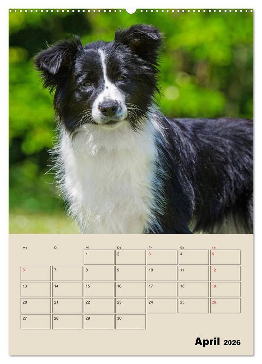 Produktbild: Border Collie - Ein Familienplaner (Wandkalender 2026 DIN A2 hoch), CALVENDO Monatskalender