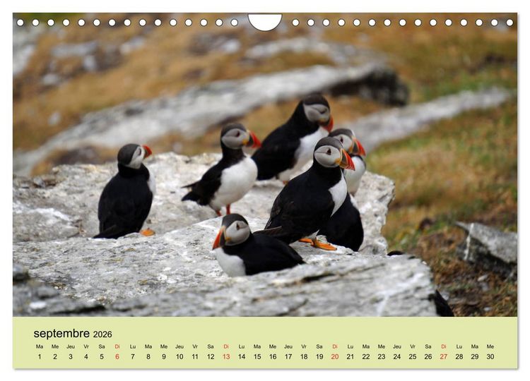 Produktbild: Macareux-moines Des petits oiseaux originaux! (Calendrier mural 2026 DIN A4 vertical), CALVENDO calendrier mensuel