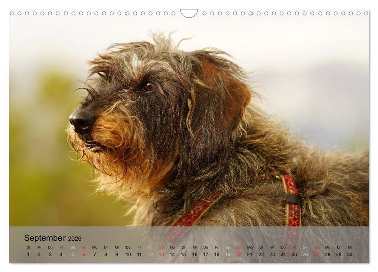Produktbild: Liebenswerte Clowns (Wandkalender 2026 DIN A3 quer), CALVENDO Monatskalender