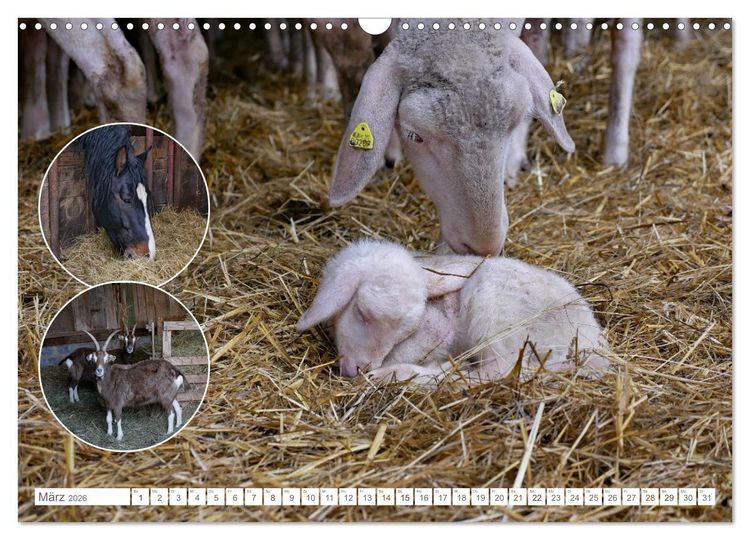 Produktbild: Weidetiere - Landschaftsgestalter seit Jahrhunderten (Wandkalender 2026 DIN A3 quer), CALVENDO Monatskalender