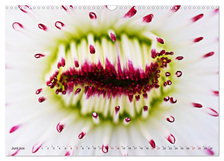 Produktbild: DEEP INSIDE - Bl&uuml;tenmakros (Wandkalender 2026 DIN A3 quer), CALVENDO Monatskalender