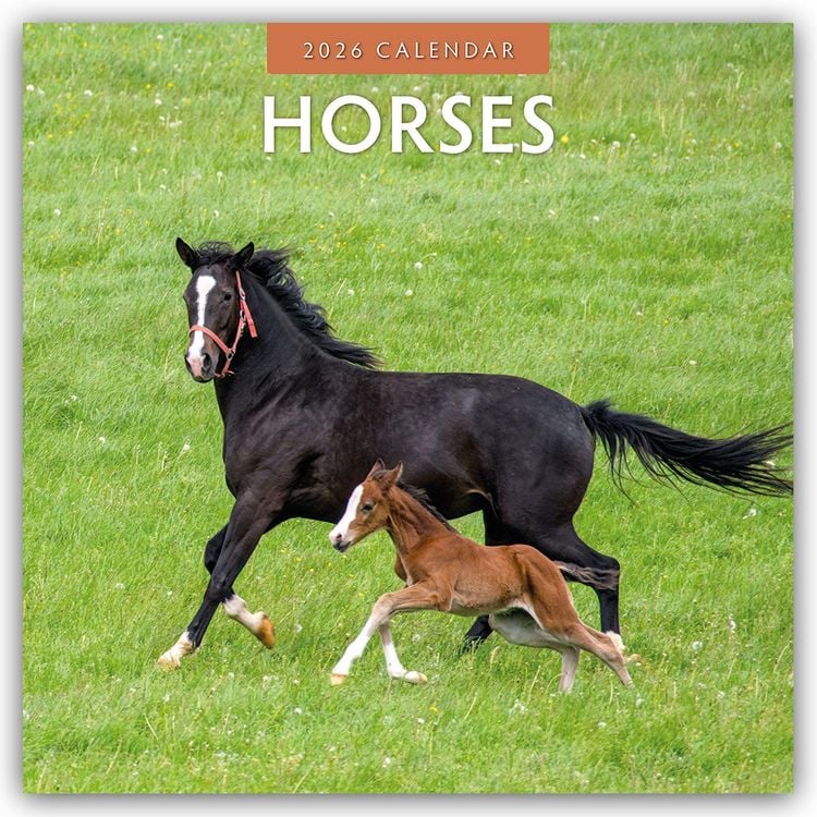 Produktbild: Horses – Pferde 2026 – 16-Monatskalender