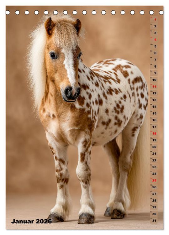 Produktbild: Das Leben ist ein Ponyhof - Zwergponys im Studiolicht (Tischkalender 2026 DIN A5 hoch), CALVENDO Monatskalender