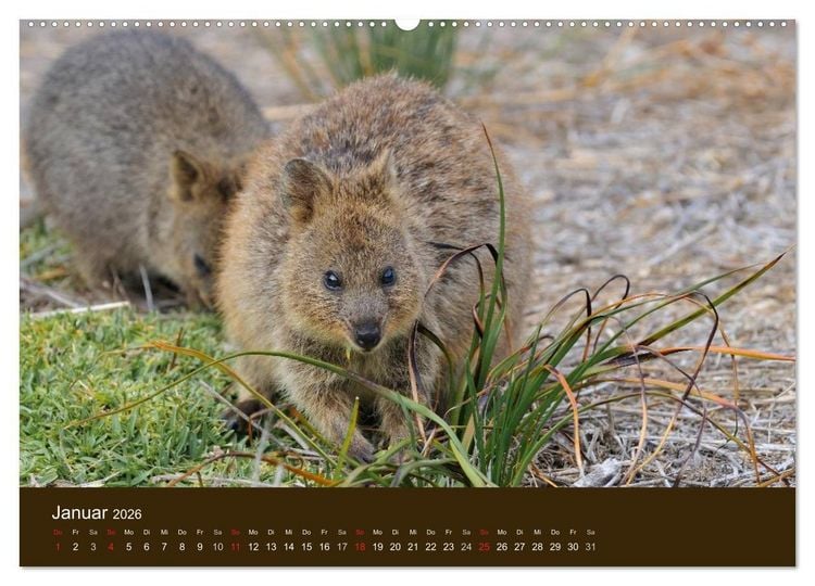 Produktbild: Beuteltiere Australiens (Wandkalender 2026 DIN A2 quer), CALVENDO Monatskalender
