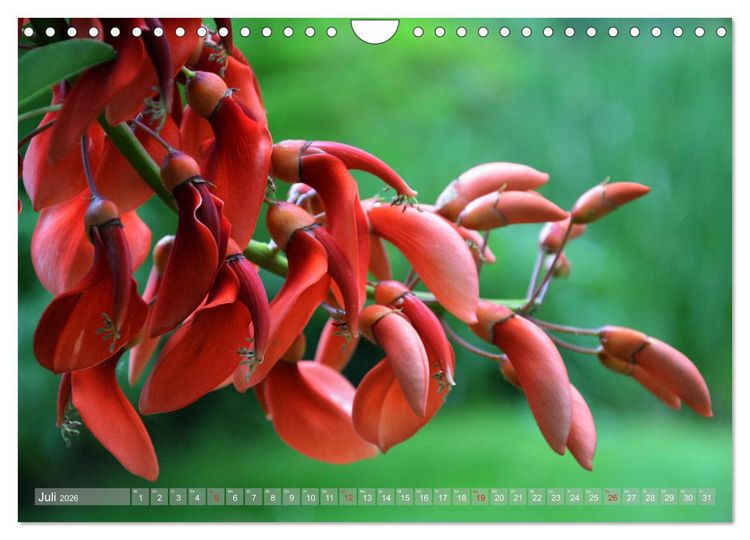 Produktbild: Fern&ouml;stlicher Zauber Japanischer Garten Leverkusen (Wandkalender 2026 DIN A4 quer), CALVENDO Monatskalender