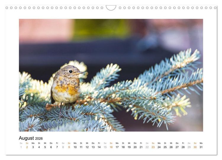 Produktbild: Zauberhafte Rotkehlchen (Wandkalender 2026 DIN A3 quer), CALVENDO Monatskalender