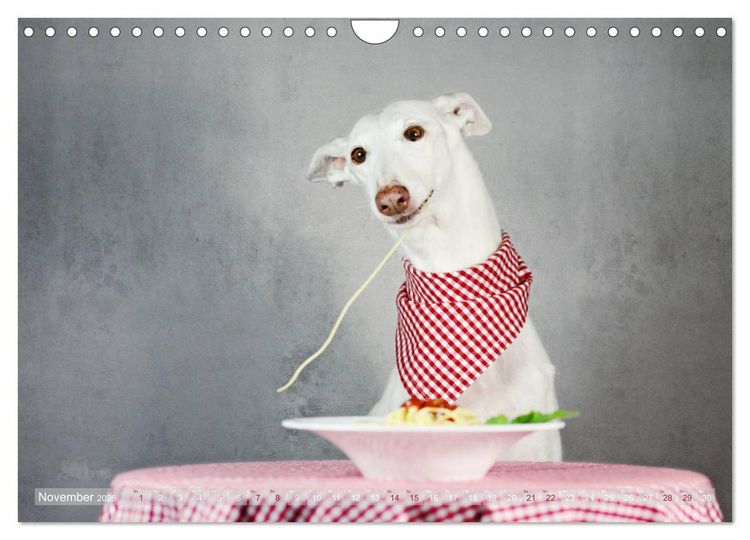 Produktbild: Zauberhafte Windhunde (Wandkalender 2026 DIN A4 quer), CALVENDO Monatskalender