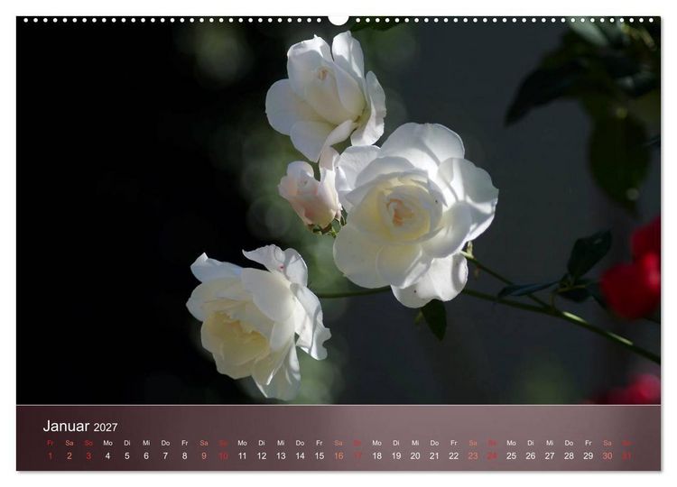Produktbild: Zarte Sch&ouml;nheiten - Rosen (Wandkalender 2027 DIN A2 quer), CALVENDO Monatskalender