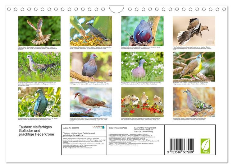 Produktbild: Tauben: vielfarbiges Gefieder und pr&auml;chtige Federkrone (Wandkalender 2026 DIN A4 quer), CALVENDO Monatskalender