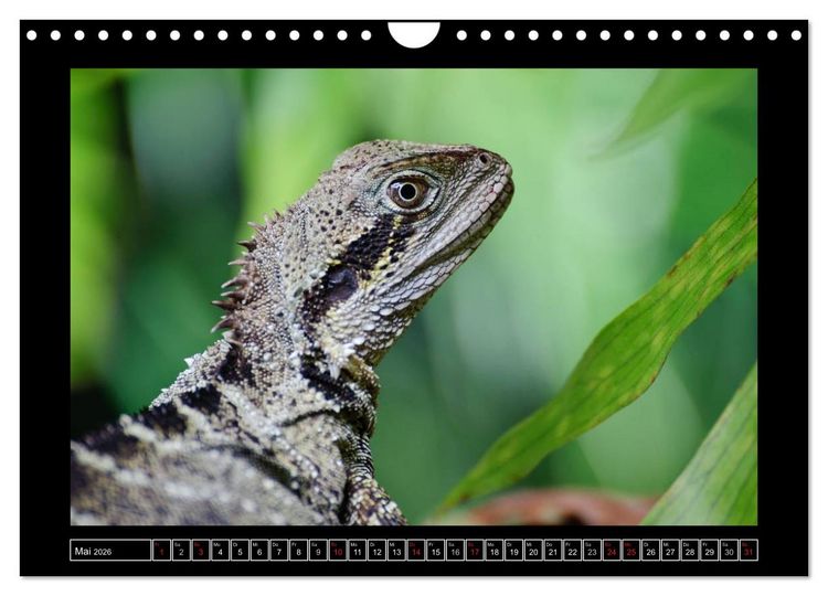 Produktbild: Australia Wildlife (Wandkalender 2026 DIN A4 quer), CALVENDO Monatskalender