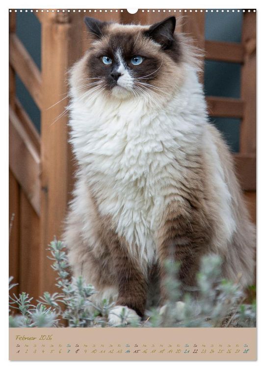 Produktbild: Pl&uuml;schige Katzen im Garten (hochwertiger Premium Wandkalender 2026 DIN A2 hoch), Kunstdruck in Hochglanz