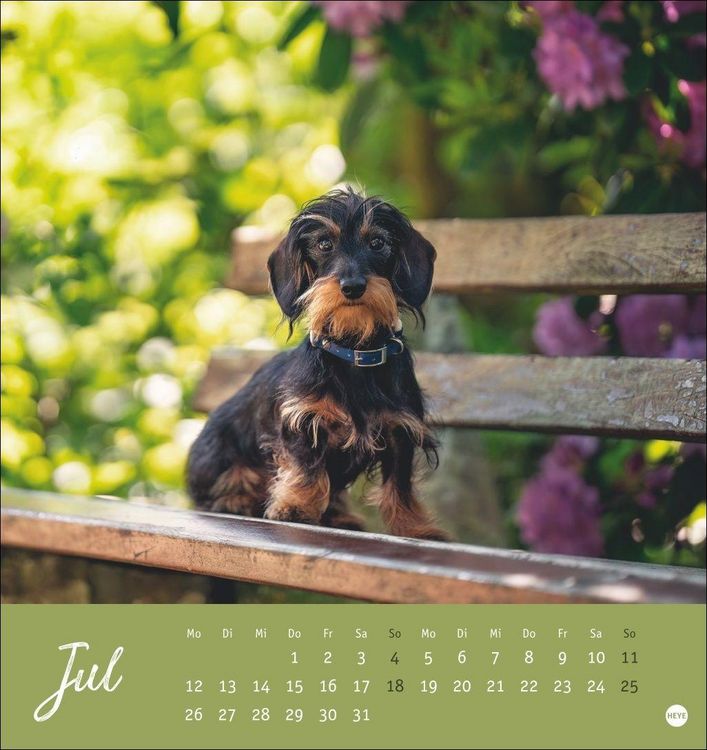 Produktbild: Dackel Postkartenkalender 2027