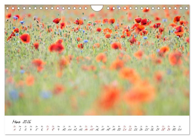 Produktbild: Mohnwiesen (Wandkalender 2026 DIN A4 quer), CALVENDO Monatskalender