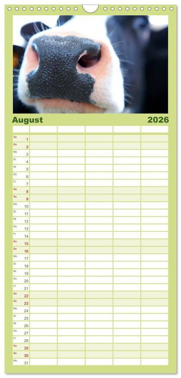 Produktbild: Familienplaner 2026 - K&uuml;he mit 5 Spalten (Wandkalender, 21 x 45 cm) CALVENDO