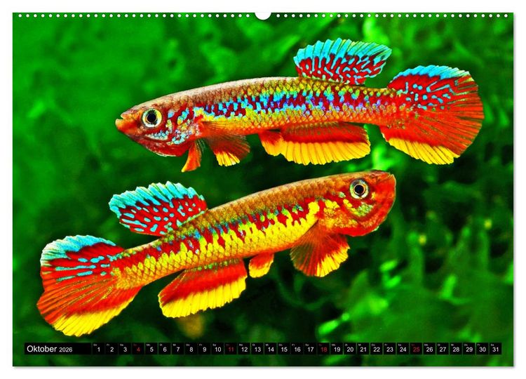 Produktbild: Bunte Fische der Welt - Killifische (Wandkalender 2026 DIN A2 quer), CALVENDO Monatskalender