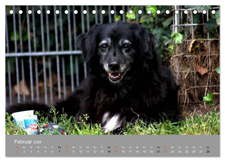 Produktbild: Graue Schnuten - Hunde in den besten Jahren (Tischkalender 2026 DIN A5 quer), CALVENDO Monatskalender