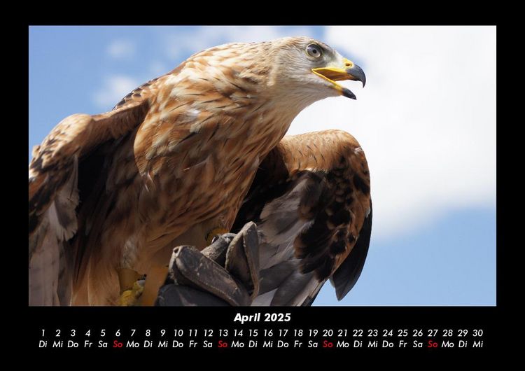 Produktbild: Vogelparadies 2025 Fotokalender DIN A3