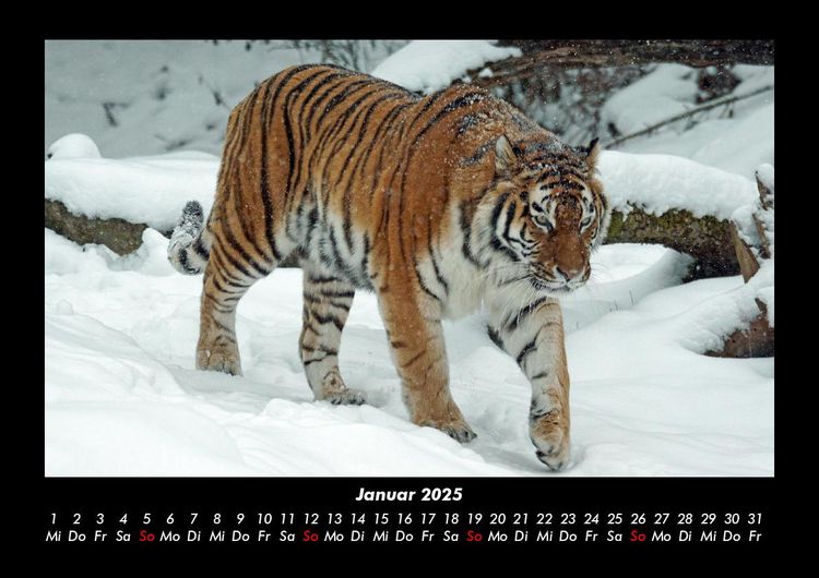 Produktbild: Tiger 2025 Fotokalender DIN A3