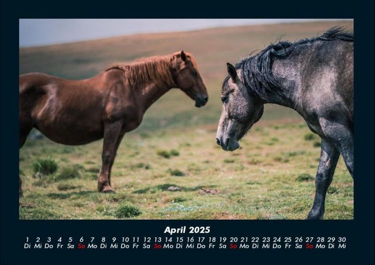Produktbild: Pferdegefl&uuml;ster 2025 Fotokalender DIN A4