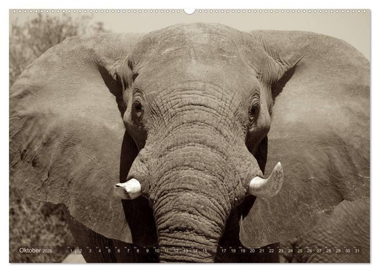 Produktbild: Botswana &ndash; Impressionen aus Afrika (hochwertiger Premium Wandkalender 2026 DIN A2 quer), Kunstdruck in Hochglanz