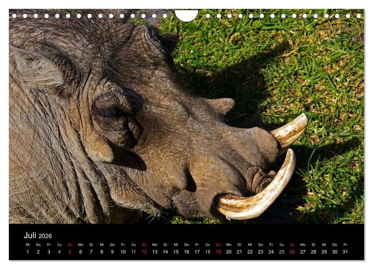 Produktbild: Namibias Tiere: von gro&szlig; bis klein (Wandkalender 2026 DIN A4 quer), CALVENDO Monatskalender