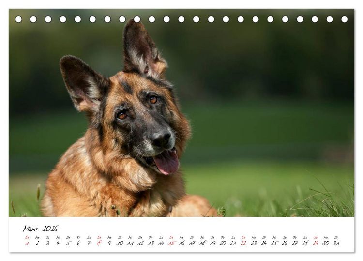 Produktbild: Deutsche Sch&auml;ferhunde - Liebenswerte Graunasen (Tischkalender 2026 DIN A5 quer), CALVENDO Monatskalender