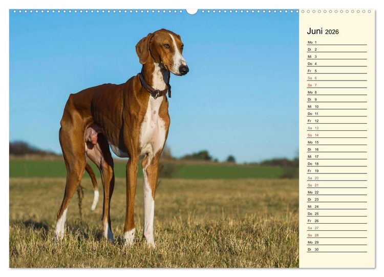Produktbild: Windhund der W&uuml;ste - Der Azawakh (hochwertiger Premium Wandkalender 2026 DIN A2 quer), Kunstdruck in Hochglanz