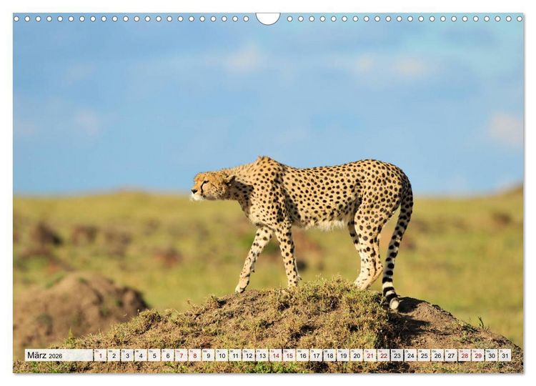 Produktbild: Faszinaton Afrika: Geparde (Wandkalender 2026 DIN A3 quer), CALVENDO Monatskalender