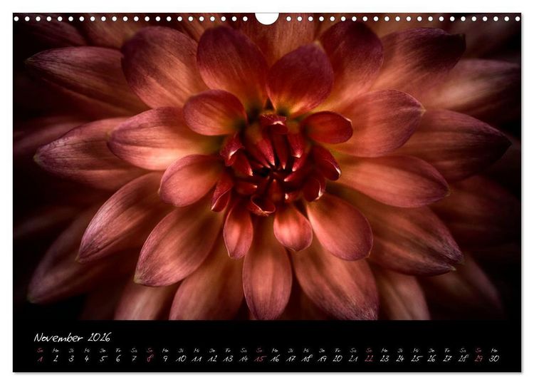 Produktbild: Serenade - Visuelle Musik der Blumen (Wandkalender 2026 DIN A3 quer), CALVENDO Monatskalender