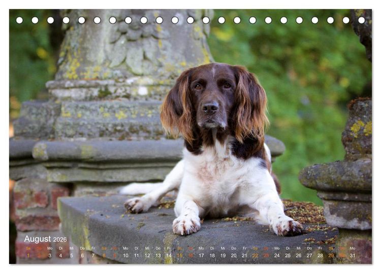 Produktbild: Faszination Jagdhund - Kleiner M&uuml;nsterl&auml;nder (Tischkalender 2026 DIN A5 quer), CALVENDO Monatskalender