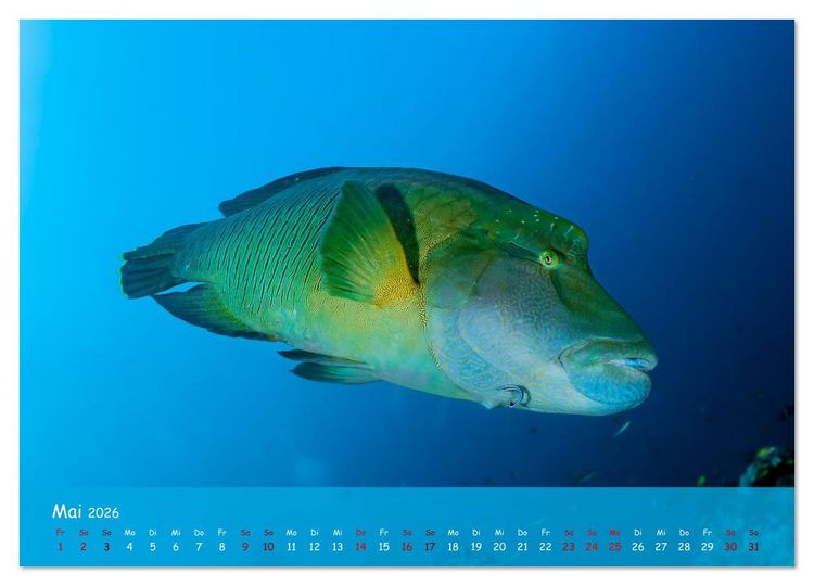 Produktbild: Faszinierende Meereswelt der Malediven (Wandkalender 2026 DIN A4 quer), CALVENDO Monatskalender