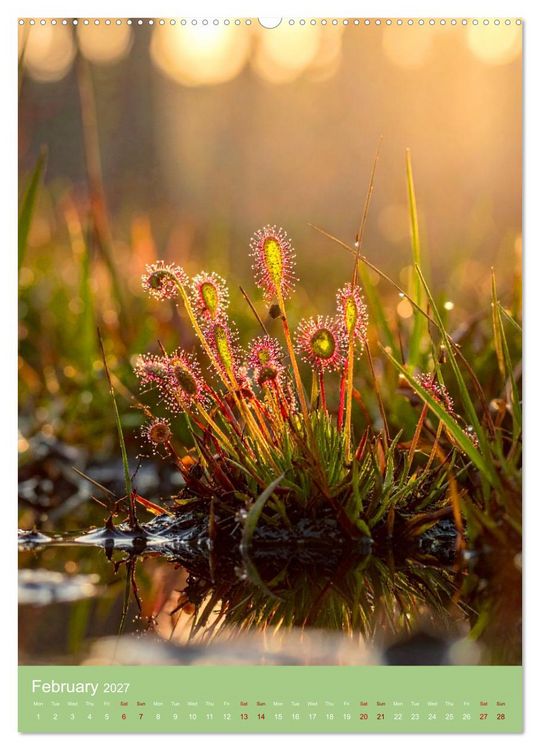 Produktbild: Bizarre Carnivores (High Quality Premium Wall Calendar 2027 DIN A2 portrait),CALVENDO 12 Month Wall Calendar