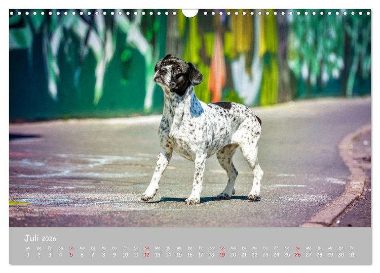 Produktbild: Hunde und Graffiti (Wandkalender 2026 DIN A3 quer), CALVENDO Monatskalender