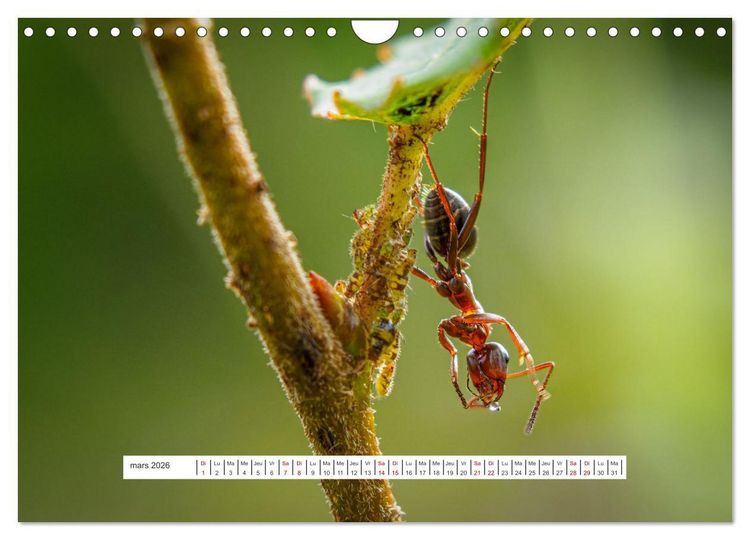 Produktbild: La vie de nos prairies - Le monde des fourmis (Calendrier mural 2026 DIN A4 vertical), CALVENDO calendrier mensuel