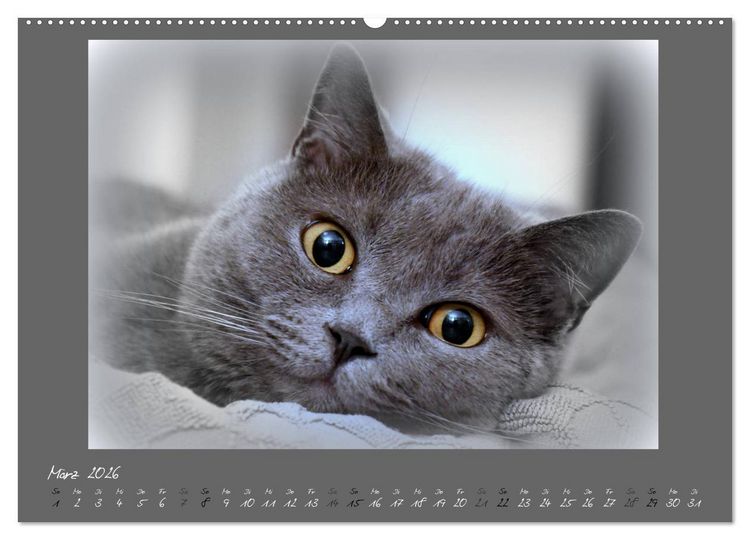 Produktbild: GRAUE ENGEL Britischkurzhaar-Katzen (hochwertiger Premium Wandkalender 2026 DIN A2 quer), Kunstdruck in Hochglanz